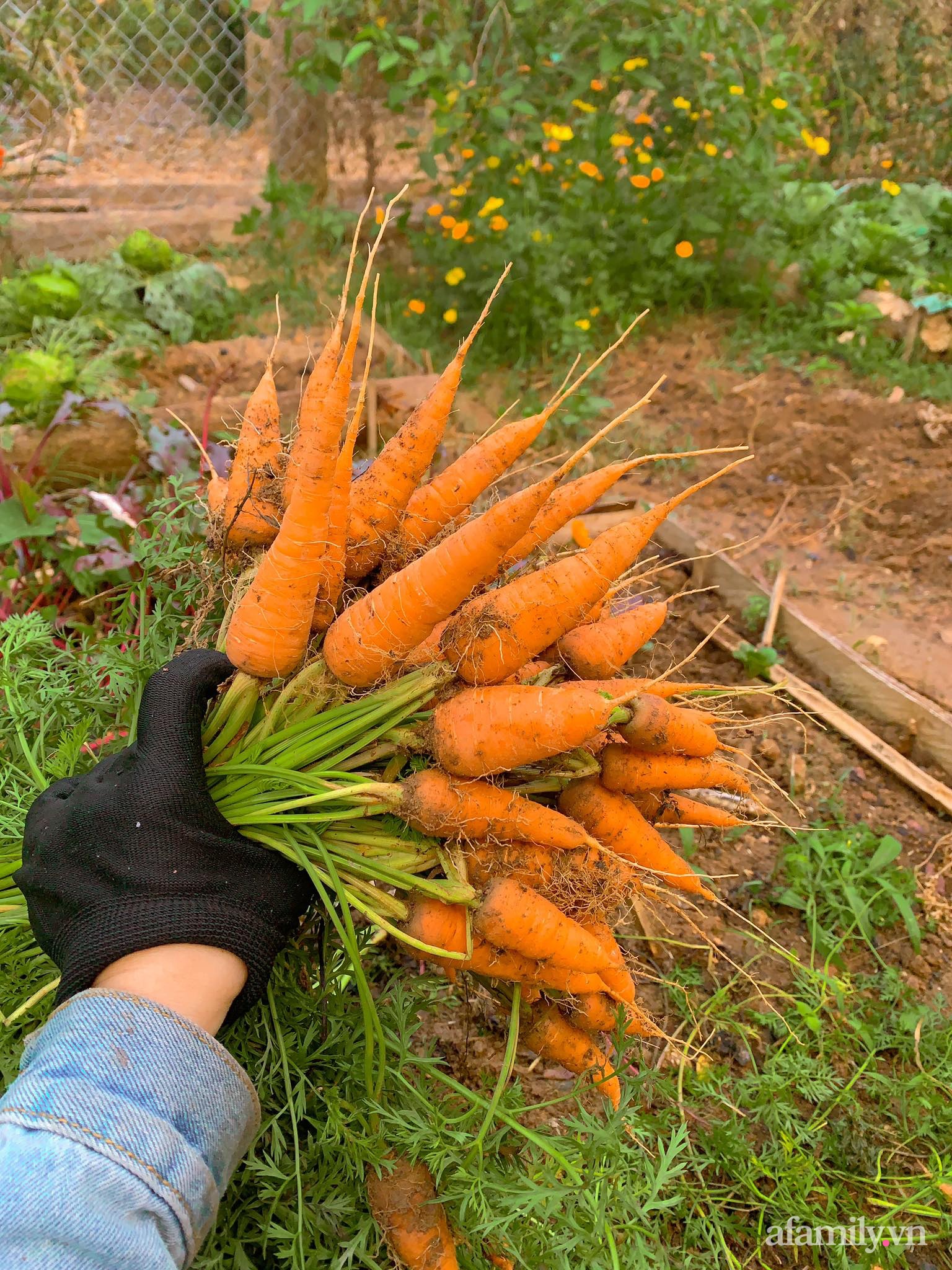 Cuộc sống yên bình bên khu vườn 2000m² sau hai năm bỏ phố về quê của cặp vợ chồng 9X - Ảnh 11.