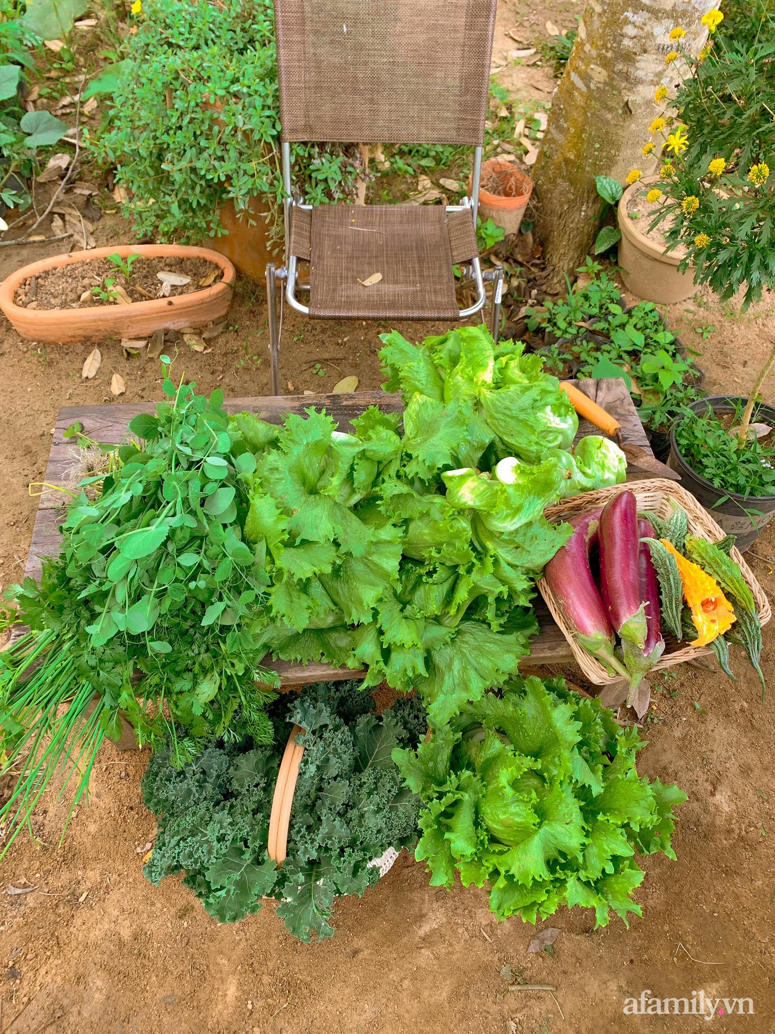 Cuộc sống yên bình bên khu vườn 2000m² sau hai năm bỏ phố về quê của cặp vợ chồng 9X - Ảnh 12.