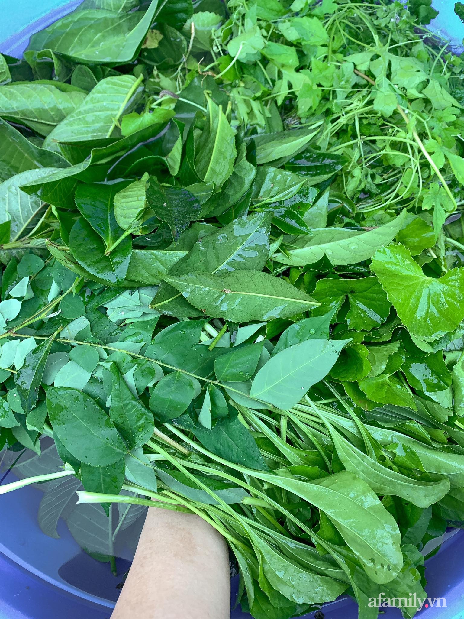 Cuộc sống yên bình bên khu vườn 2000m² sau hai năm bỏ phố về quê của cặp vợ chồng 9X - Ảnh 14.