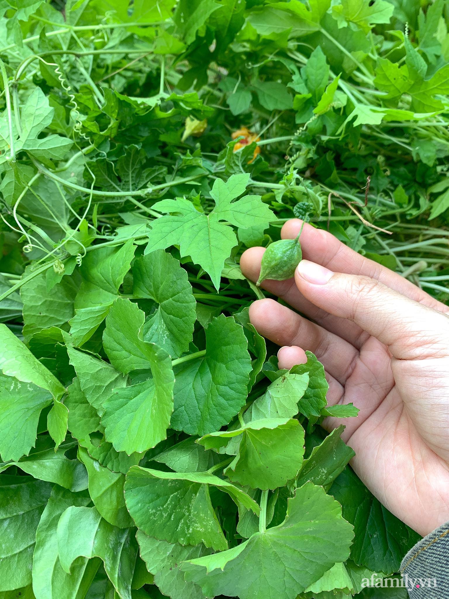 Cuộc sống yên bình bên khu vườn 2000m² sau hai năm bỏ phố về quê của cặp vợ chồng 9X - Ảnh 15.