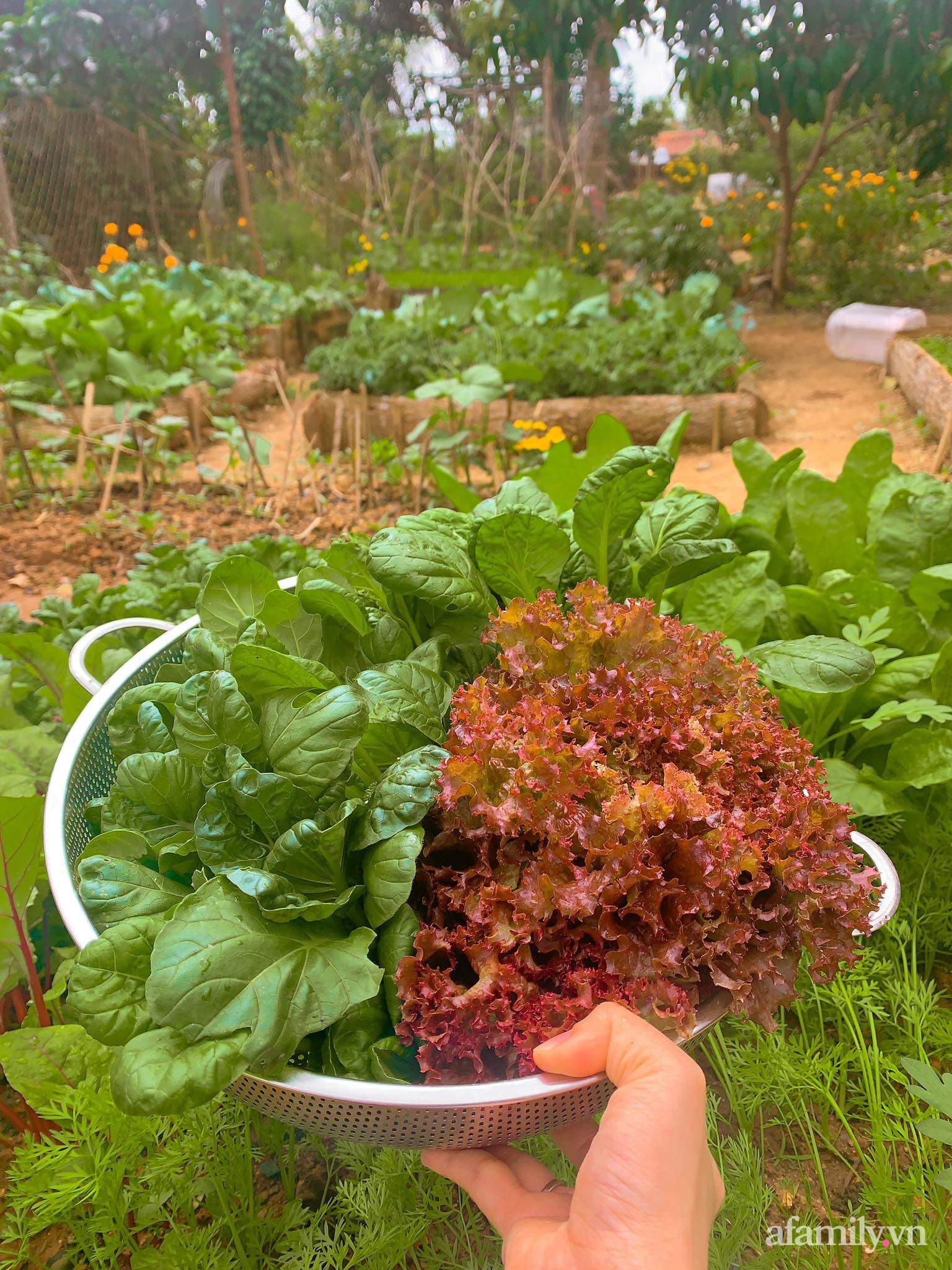 Cuộc sống yên bình bên khu vườn 2000m² sau hai năm bỏ phố về quê của cặp vợ chồng 9X - Ảnh 16.