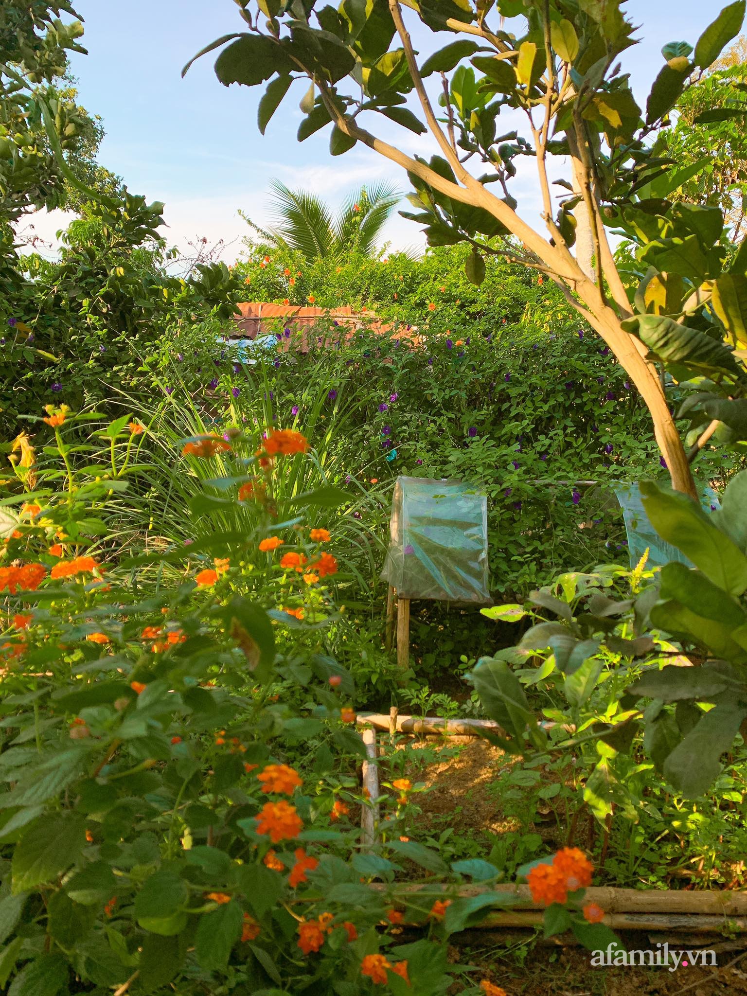 Cuộc sống yên bình bên khu vườn 2000m² sau hai năm bỏ phố về quê của cặp vợ chồng 9X - Ảnh 17.