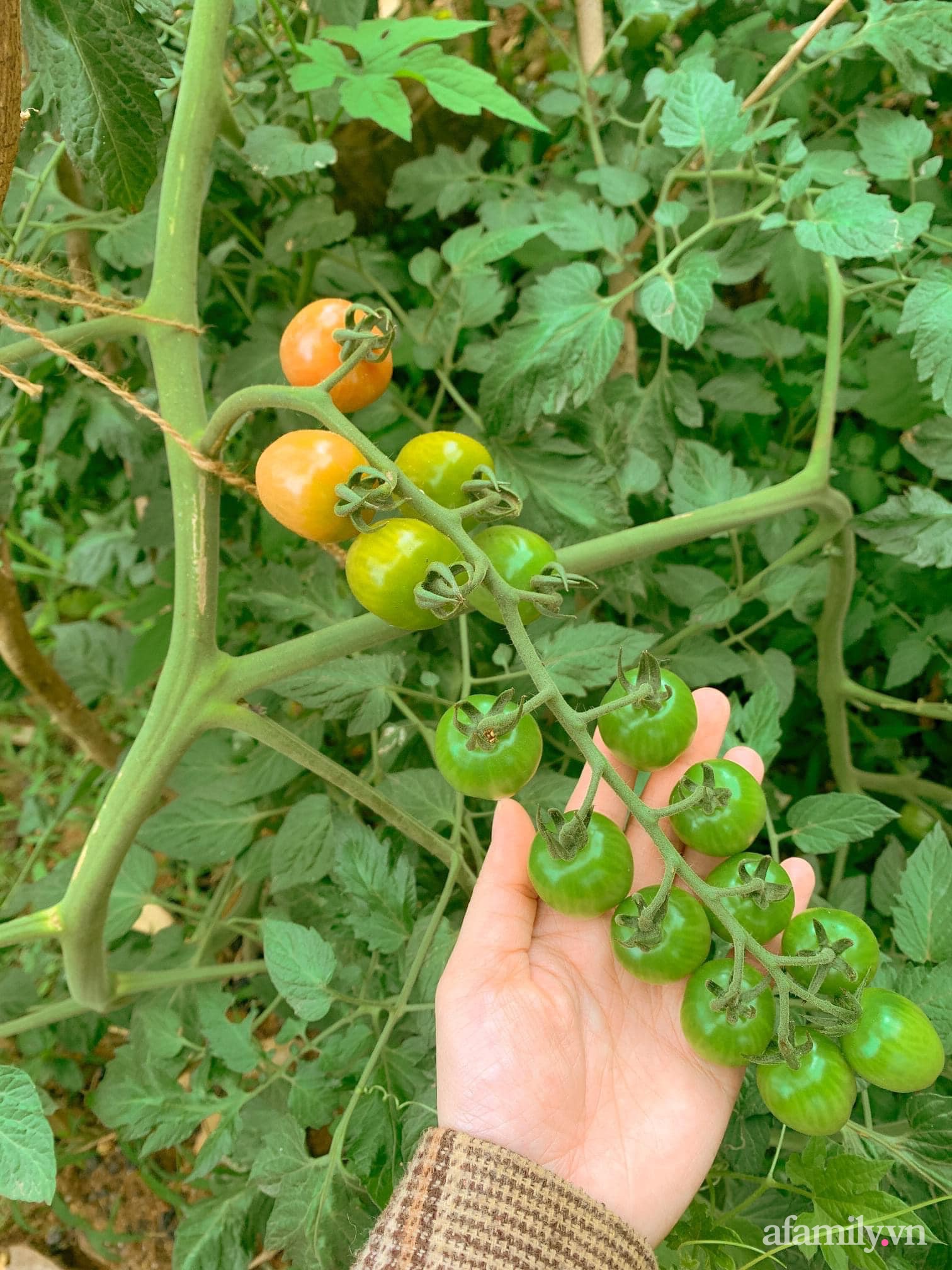 Cuộc sống yên bình bên khu vườn 2000m² sau hai năm bỏ phố về quê của cặp vợ chồng 9X - Ảnh 18.