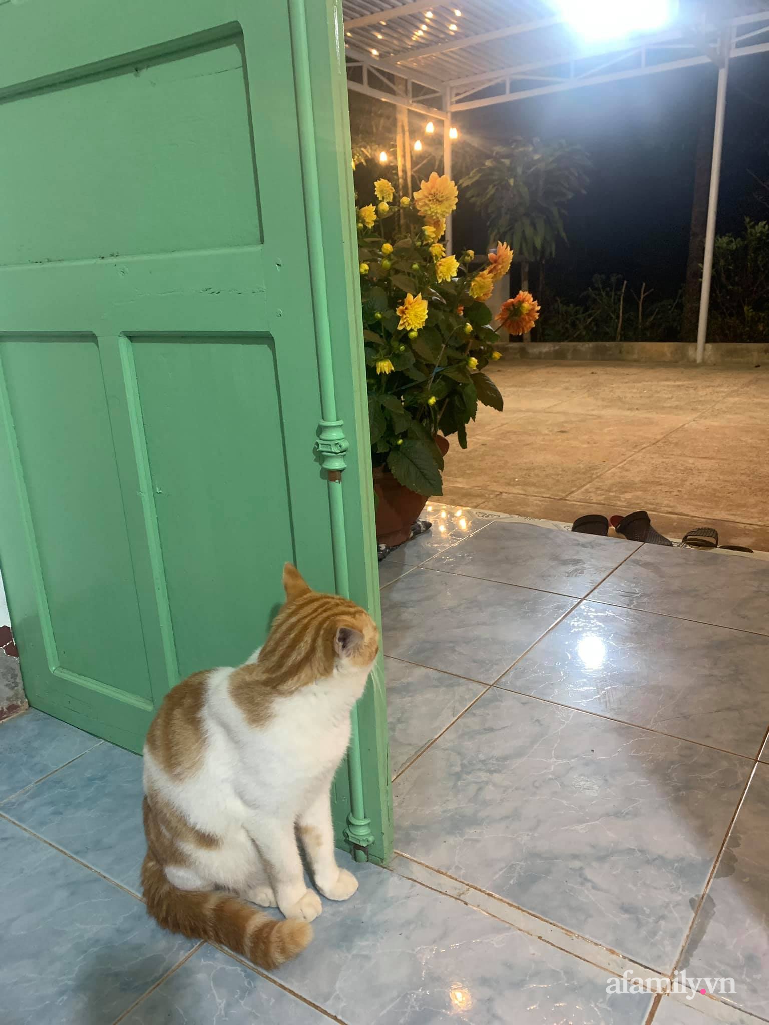 Cuộc sống yên bình bên khu vườn 2000m² sau hai năm bỏ phố về quê của cặp vợ chồng 9X - Ảnh 25.