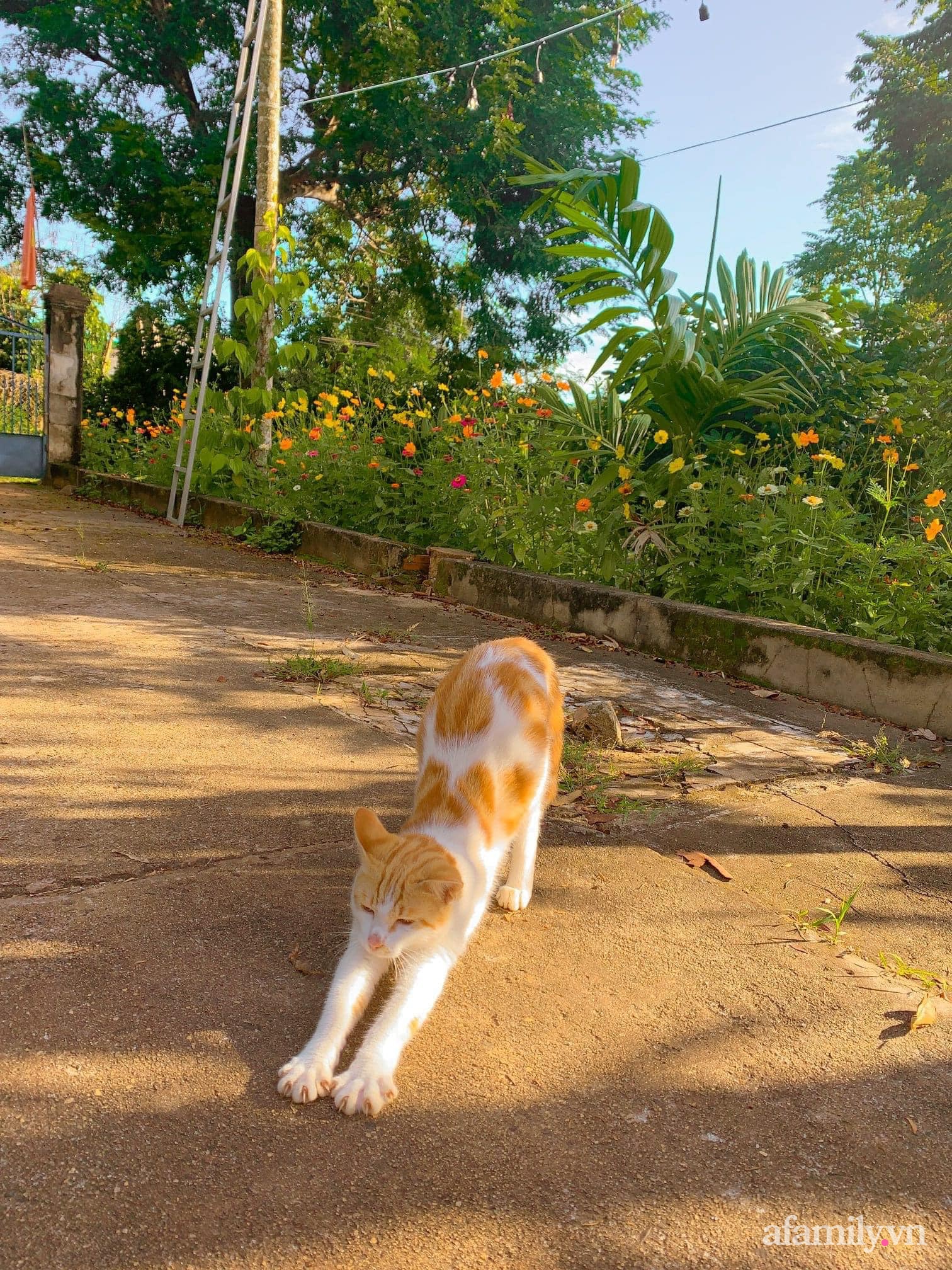 Cuộc sống yên bình bên khu vườn 2000m² sau hai năm bỏ phố về quê của cặp vợ chồng 9X - Ảnh 9.