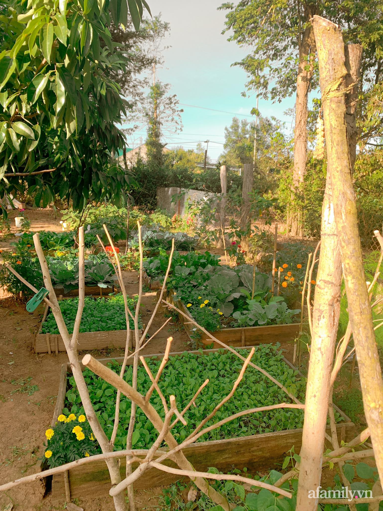 Cuộc sống yên bình bên khu vườn 2000m² sau hai năm bỏ phố về quê của cặp vợ chồng 9X - Ảnh 10.