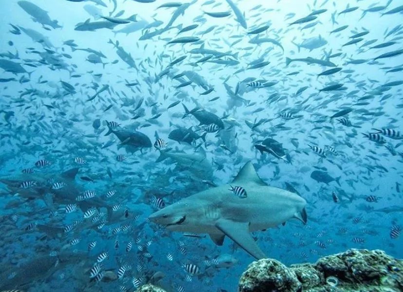 Đắm mình trong vẻ đẹp non nước của Quốc đảo không ung thư Fiji: một thiên đường khác trên Trái Đất sau Maldives - Ảnh 8. Đắm mình trong vẻ đẹp non nước của Quốc đảo không ung thư Fiji: một thiên đường khác trên Trái Đất sau Maldives - Ảnh 8.