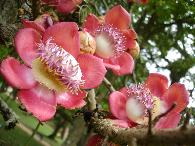 Loài hoa mọc chen chúc tua tủa từ gốc đến ngọn: Sở hữu vẻ đẹp xao xuyến, ẩn chứa ý nghĩa đặc biệt và được người Việt quý vô cùng - Ảnh 2.