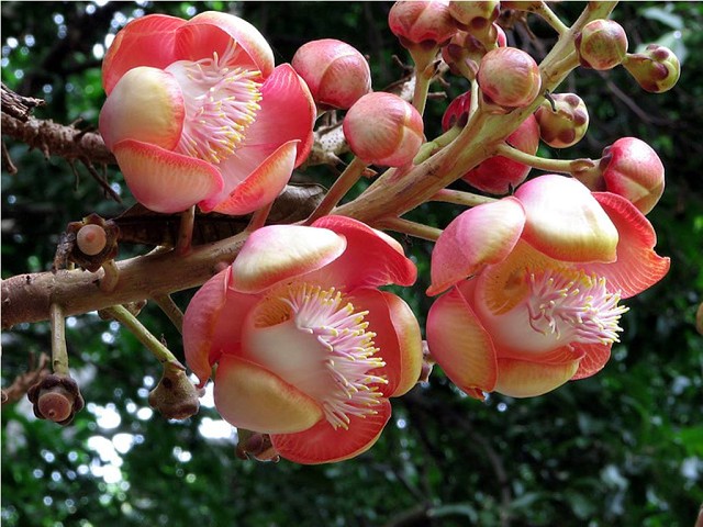 Loài hoa mọc chen chúc tua tủa từ gốc đến ngọn: Sở hữu vẻ đẹp xao xuyến, ẩn chứa ý nghĩa đặc biệt và được người Việt quý vô cùng - Ảnh 3.
