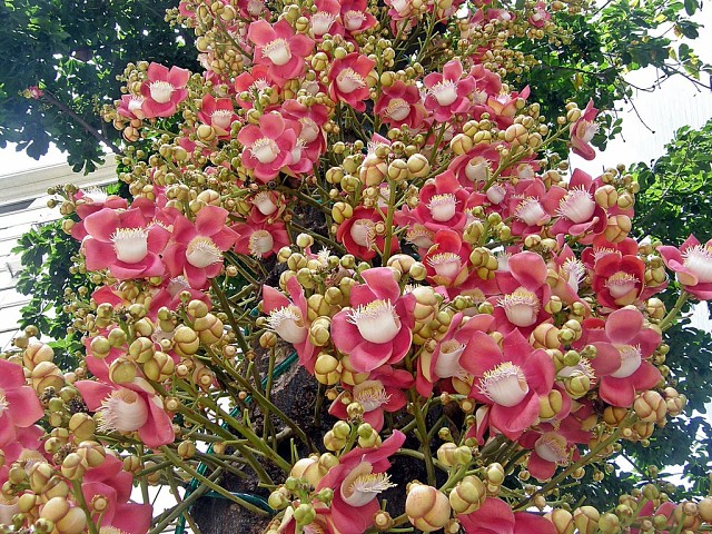Loài hoa mọc chen chúc tua tủa từ gốc đến ngọn: Sở hữu vẻ đẹp xao xuyến, ẩn chứa ý nghĩa đặc biệt và được người Việt quý vô cùng - Ảnh 5.