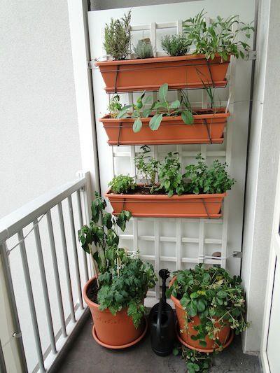 Cách làm vườn rau trong căn hộ chung cư mùa dịch - Ảnh 16.