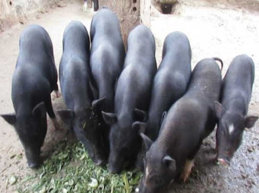 Giá lợn hơi giảm nhưng đặc sản lợn đen giá cao cũng không có để mua, tôm hùm lại rớt giá mạnh - Ảnh 1.