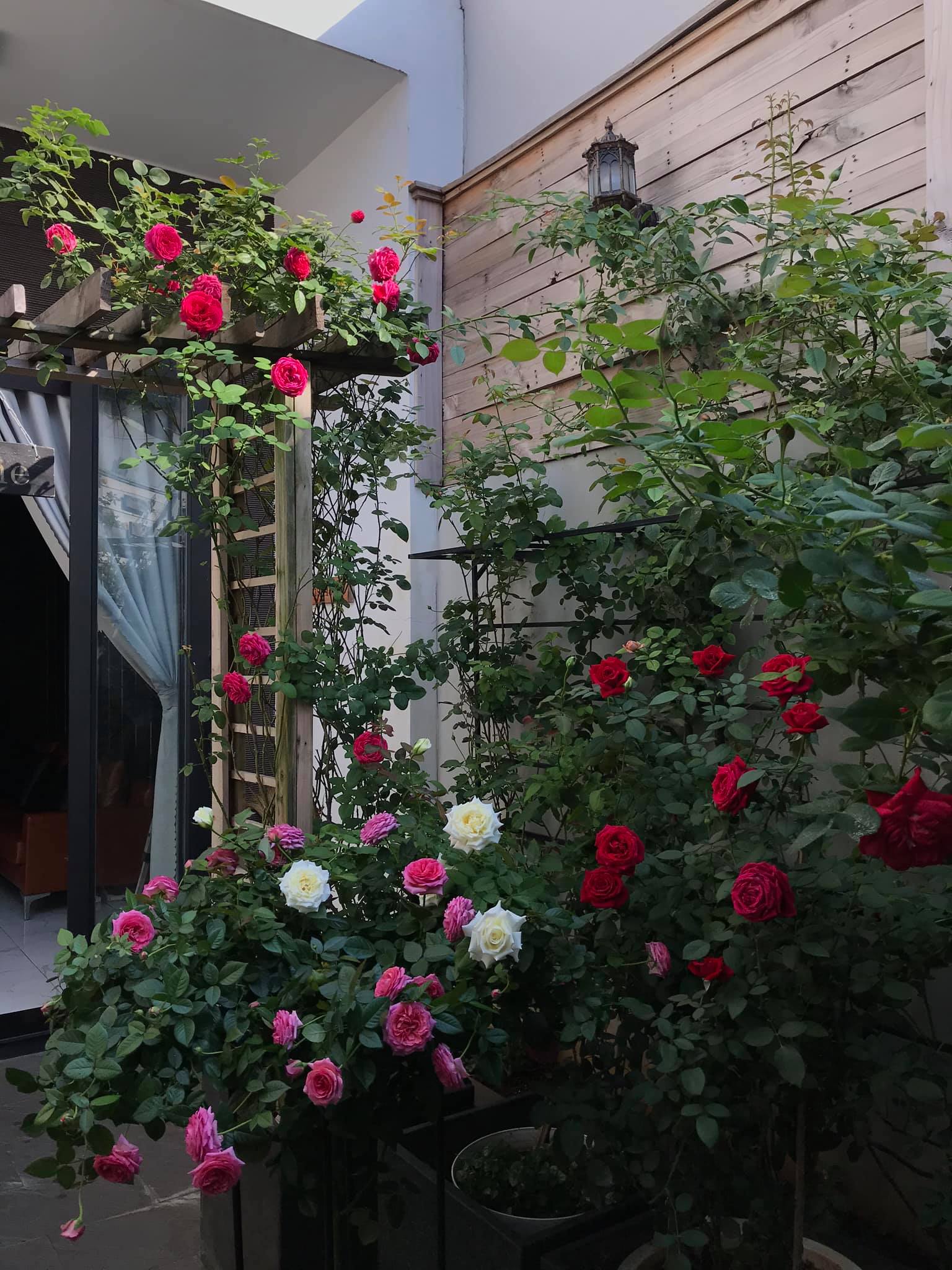 Ngôi nhà hoa hồng tuyệt đẹp giữa Sài Gòn: Chủ nhân là \
