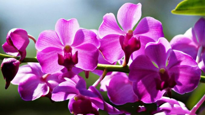 12 loại hoa may mắn được giới nhà giàu ưa chuộng: Vừa làm đẹp ngôi nhà