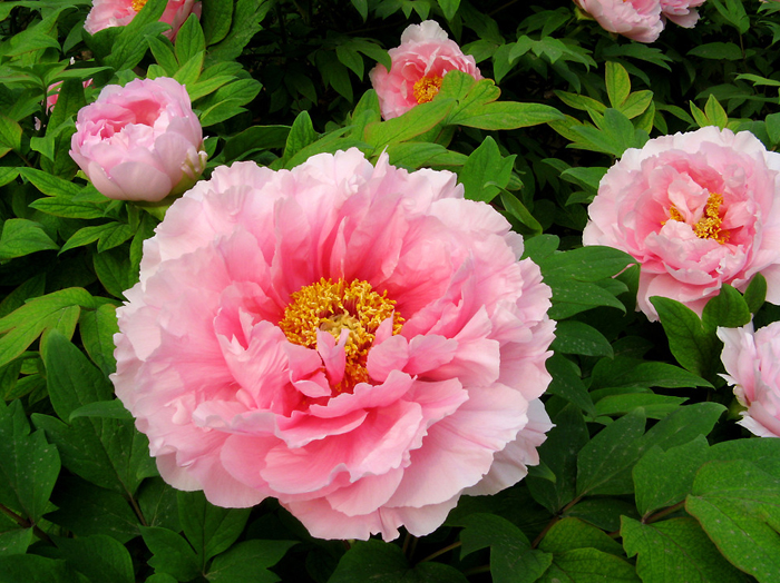 12 loại hoa may mắn được giới nhà giàu ưa chuộng: Vừa làm đẹp ngôi nhà