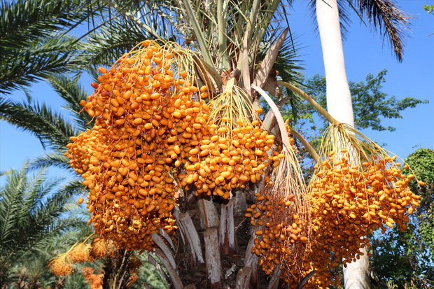 Một loại quả giới nhà giàu Dubai quý như vàng, ngay tại Việt Nam cũng có vùng trồng cực nhiều - Ảnh 4.