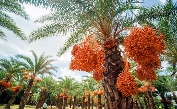 Một loại quả giới nhà giàu Dubai quý như vàng, ngay tại Việt Nam cũng có vùng trồng cực nhiều - Ảnh 5.