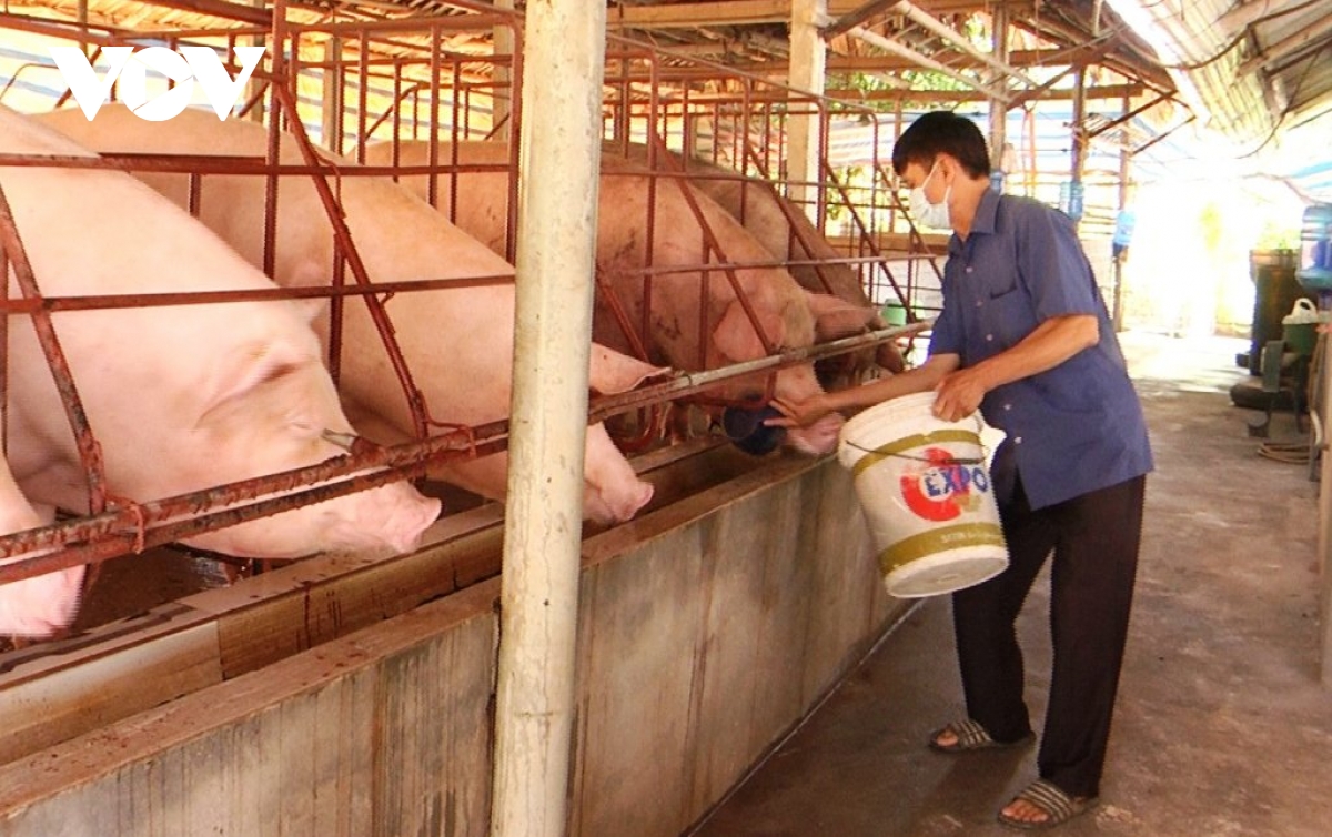Giá lợn hơi xuống thấp, người chăn nuôi đang thua lỗ nặng - Ảnh 1.