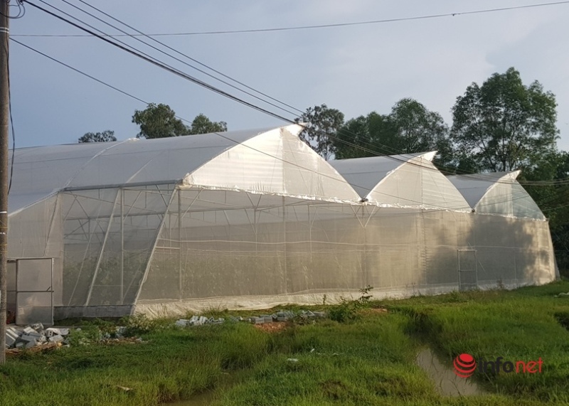The teacher started a melon growing business, earning more than one hundred million dong / year - Photo 1.