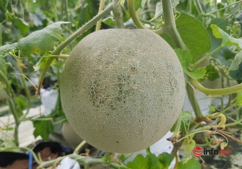 The teacher started a melon growing business, earning more than one hundred million dong / year - Photo 4.