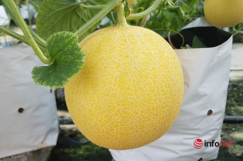 The teacher started a melon growing business, earning more than one hundred million dong / year - Photo 5.