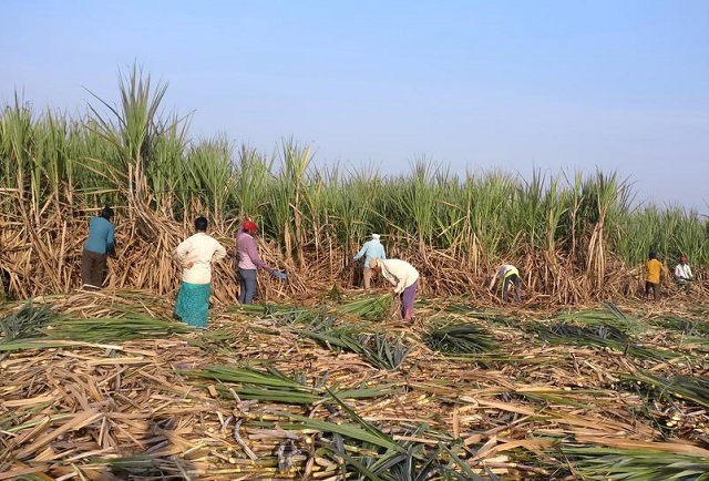 Cổ phiếu mía đường có mang lại vị ngọt’ trong dài hạn? - Ảnh 1.