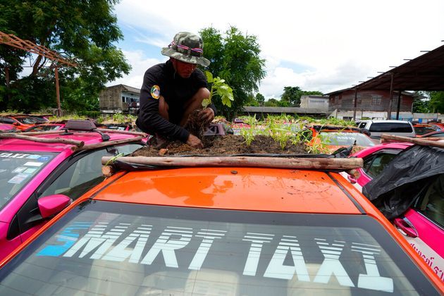 Bị bỏ không vì Covid, hàng nghìn taxi ở Thái Lan biến thành... vườn rau cứu đói tài xế - Ảnh 5.