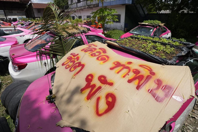 Bị bỏ không vì Covid, hàng nghìn taxi ở Thái Lan biến thành... vườn rau cứu đói tài xế - Ảnh 6.