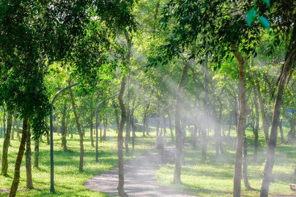 Muốn đầu óc lúc nào cũng thư giãn, hãy mua nhà ở nơi có nhiều cây xanh và áp dụng tắm rừng để giải tỏa căng thẳng: Liệu pháp diệu kỳ đến từ xứ sở mặt trời mọc mà bạn có thể chưa biết! - Ảnh 5.