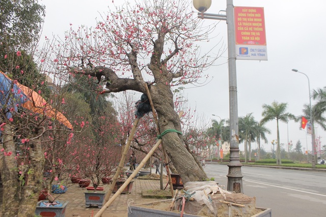 Tết 2022: Quất thân siêu to xuống phố cùng đào rừng cổ thụ, cây bưởi Diễn trăm quả có giá vài chục tới cả trăm triệu - Ảnh 3.