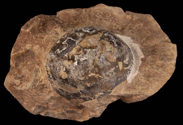 Tổ khủng long 193 triệu năm tuổi chứa trứng với phôi nguyên vẹn vừa được phát hiện ở Argentina - Ảnh 2.