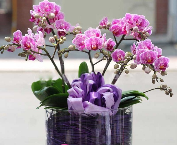 Gợi ý cho bạn 8 loại hoa chơi Tết vừa bền vừa đẹp, khách đến nhà chơi ai cũng khen - Ảnh 7.