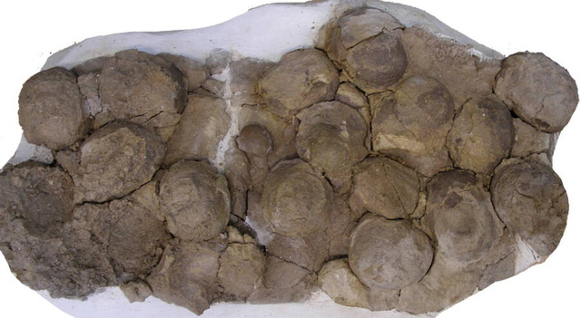 Tổ khủng long 193 triệu năm tuổi chứa trứng với phôi nguyên vẹn vừa được phát hiện ở Argentina - Ảnh 3.
