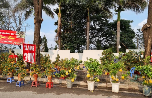 Chuyện lạ ngày Tết: tiểu thương ồ ạt treo biển giảm giá, xả hàng đào, quất..., nhiều cây giá chưa đến 200.000 đồng - Ảnh 3.