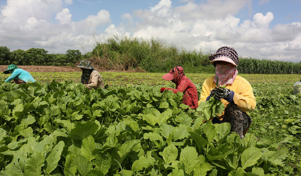 Chốt kèo khủng: Nông sản Campuchia thỏa sức vùng vẫy tại Trung Quốc, thu lãi cả triệu đô - Ảnh 2.