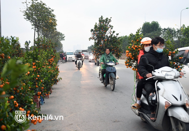  Hà Nội: Nhiều khách hàng chỉ đến hỏi giá rồi đi, các tiểu thương đồng loạt treo biển xả hàng với hi vọng bán được nốt đào quất - Ảnh 13.