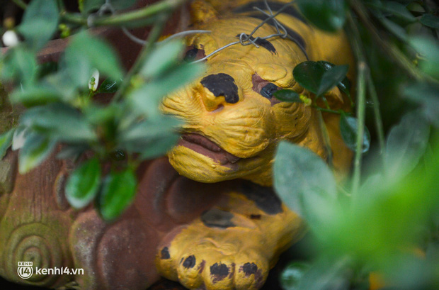 Ảnh: Nghệ nhân Tứ Liên tạo hàng trăm chậu Hổ vàng ôm quất bonsai giá bạc triệu hút khách chơi Tết - Ảnh 5.