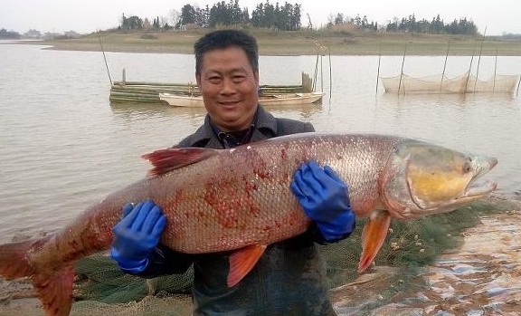 Những loại cá bị xếp vào danh sách đen, tốt nhất không nên cho trẻ nhỏ ăn vì vừa dễ gây bệnh lại làm tổn thương nhiều cơ quan trong cơ thể - Ảnh 3.