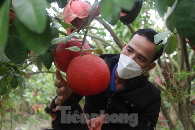  Nông dân thu hàng trăm triệu đồng từ giống bưởi đỏ dịp Tết  - Ảnh 6.