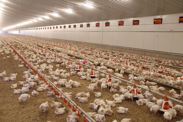 Bầu Đức nuôi gà ăn chuối còn đây là cách KFC phát triển đàn gà của mình - Ảnh 4.