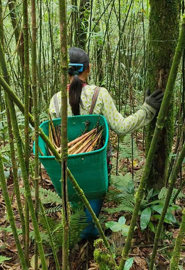 Măng trúc Hà Giang giá đầu mùa đắt đỏ nhưng khách vẫn đặt cả chục kg về ăn - Ảnh 3.