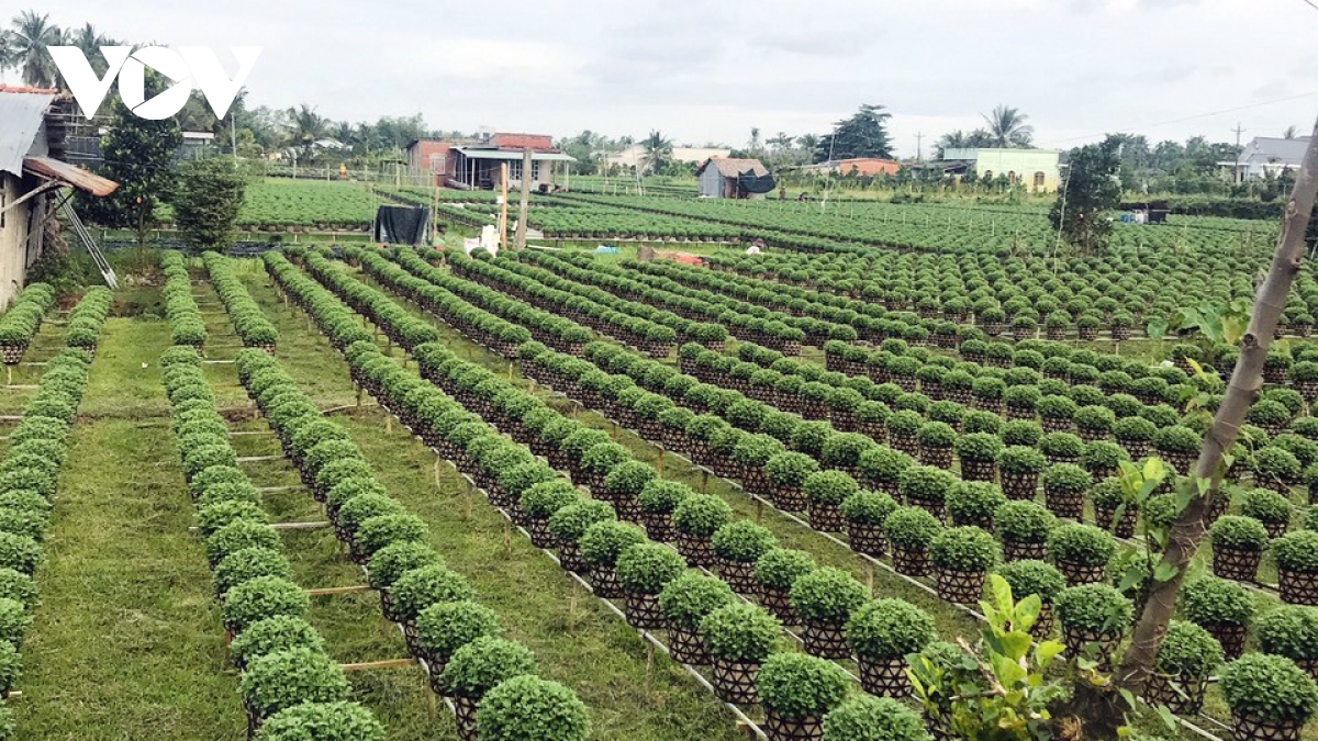 “Vương quốc hoa kiểng, cây giống” vào vụ hoa Tết - Ảnh 1. “Vương quốc hoa kiểng, cây giống” vào vụ hoa Tết - Ảnh 1.