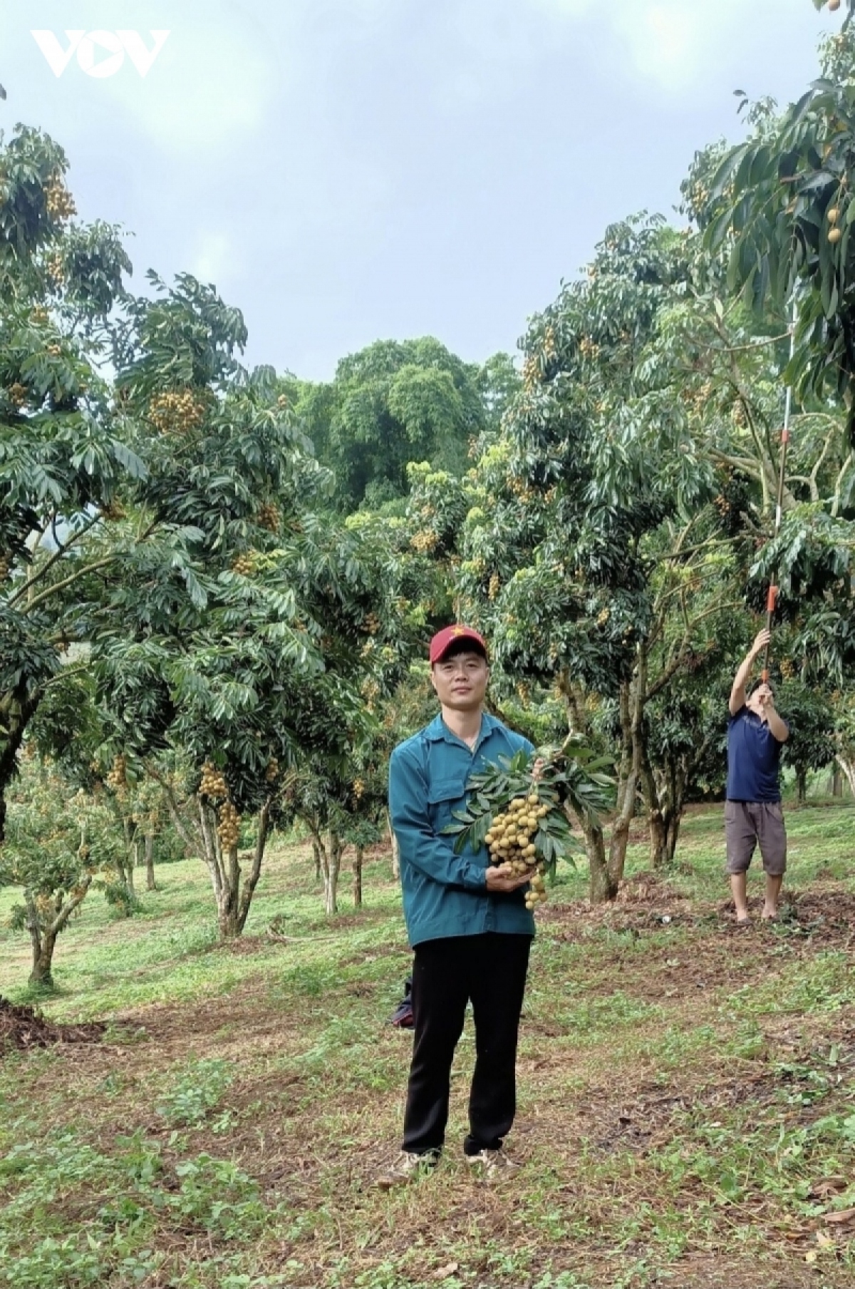 Chuyện những tỷ phú nông dân nơi đại ngàn - Ảnh 2.