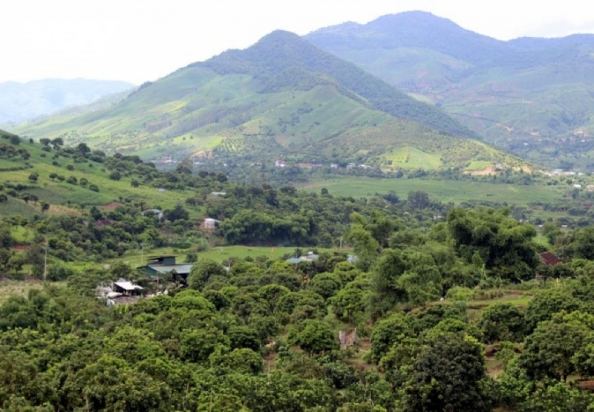 Chuyện những tỷ phú nông dân nơi đại ngàn - Ảnh 1.