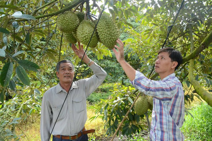 Khó đỡ với giá mít Thái và sầu riêng ở miền Tây - Ảnh 2. Khó đỡ với giá mít Thái và sầu riêng ở miền Tây - Ảnh 2.