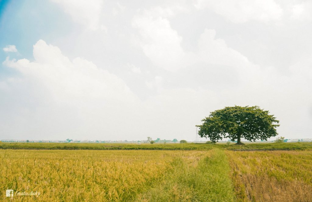  Chẳng cần phải đi đâu xa, ngay miền Bắc cũng những cây cô đơn khiến giới trẻ mê mẩn - Ảnh 1.