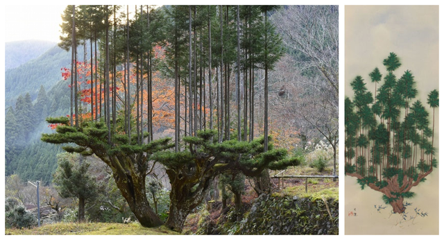 Daisugi: Kỹ thuật trồng cây tưởng lạ mà quen của người Nhật vừa giúp giảm biến đổi khí hậu, vừa tạo ra cảnh quan phi thường - Ảnh 8.