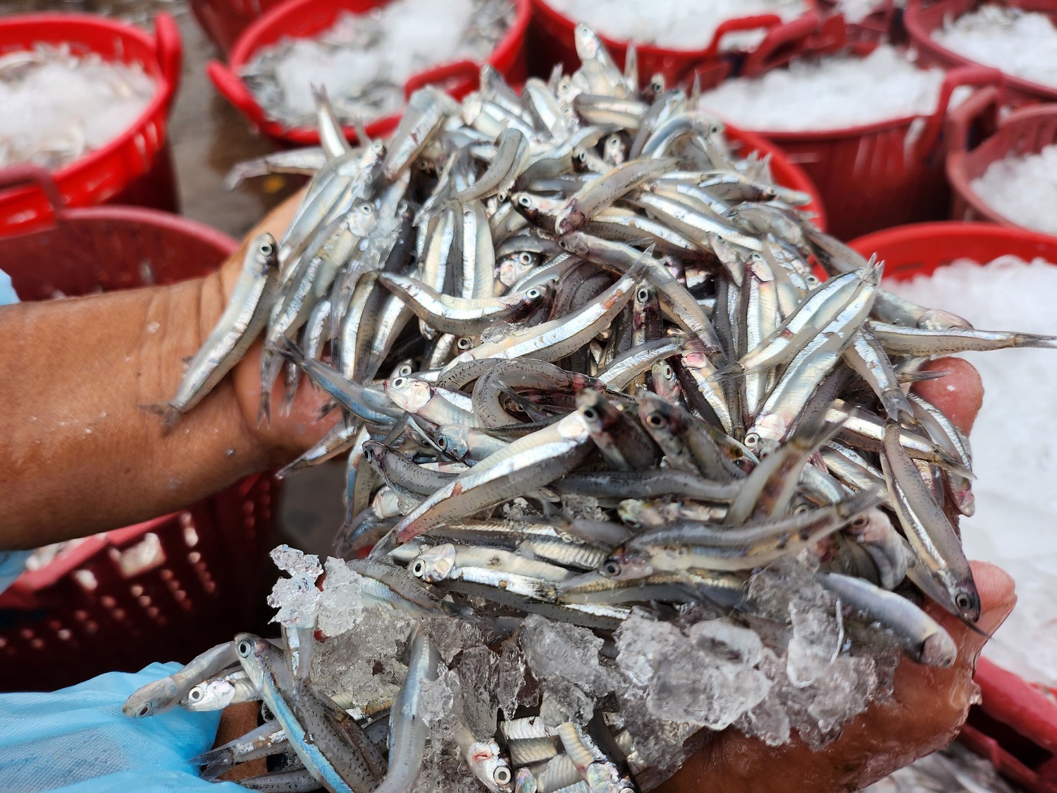 Bùi Thanh Huyền - Người phụ nữ dồn tâm huyết cho nghề nước mắm truyền thống Phú Quốc - Ảnh 7.