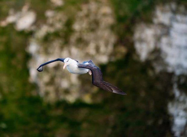 Chuyện của chú chim hải âu cô đơn nhất thế giới: Vĩnh viễn không tìm thấy đường về nhà và chuyến hành trình được cả thế giới dõi theo - Ảnh 5.