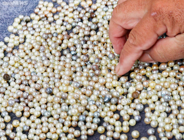 See firsthand Phu Quoc fishermen exploiting billions of pearls on the seabed - Photo 15.